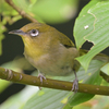 ズボラな野鳥撮影。そして蜘蛛を食べているメジロを発見。