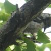 コゲラがイチョウの若枝突き