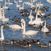 【犬連れ日帰りドライブ】【白鳥の郷(ペットNG)】【牧の原公園】千葉県 印西市