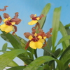 Oncidium croesus