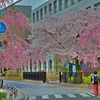 路地裏桜2014～「ヴィアトールの桜」