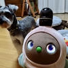 次男と犬とらぼちゃ