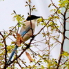 春の野を飛ぶオナガ