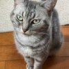 みーちゃん昨夜の食事には手をつけず、今朝は食べる＆保護猫君の狩りの結果