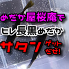 宮若市のめだか屋『桜庵』でヒレ長黒めだかサタンを仕入れた！