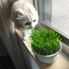 猫草