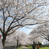 「烏瓜その実は冴ゆる朱の色に」よりまずは桜