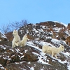 冬のアラスカ！アンカレッジ周辺で野生動物を見るならここ！