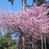 河津桜　髙萩八幡宮