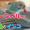 ジューンベリーと野鳥とセキセイインコ