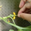 【メロン日記】受粉