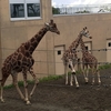 北海道旅行②旭山動物園編〜大雨と動物たち〜