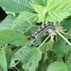 【芋虫】【毛虫】フクラスズメの幼虫を片っ端から臨戦態勢にしていく