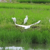 アマサギ  水田へ飛来