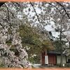 京の花見散歩 真如堂の桜