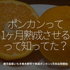 400食目「ポンカンって1ヶ月熟成させるって知ってた？」鹿児島県いちき串木野市で熟成ポンカン1月末出荷開始