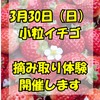 3月30日　小粒イチゴの摘み取り体験開催します！