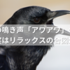 カラスの鳴き声「アワアワ」の意味とは？実はリラックスの合図かも？