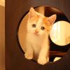 小さな声で甘えるシャイボーイ♪マンチカンの仔猫ちゃん（＊＾－＾＊）