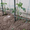 野菜の苗植え！