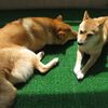 残念な結末 Σ(ﾟДﾟ;)！