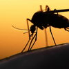 Nam giới cũng có thể bị ảnh hưởng do virus zika