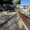 弁天池の桜の木？