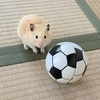 ハムスターくりちゃん🐹ぼくのサッカーボール返して～！⚽