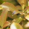 ツツジの葉に透明な羽の小さな虫が！？　葉裏に黒い斑点を見つけたらツツジグンバイという害虫に注意！