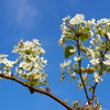 梨の花と近鉄