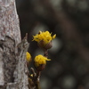 3月9日・サンシュユ開花