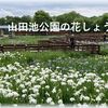 山田池公園の花菖蒲とアジサイ（前編）