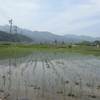 田植え　2日目