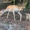 可愛い鹿ちゃんと戯れよう〜♫　その３