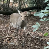 【狩猟】１月はたくさん獲れました🦌
