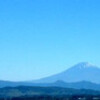 牛膝(いのこづち)