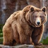 ヒグマ出没！熊除けグッズは効果ある？安全に逃げる方法は？