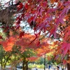 最高の紅葉を見た@清澄公園