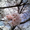 桜花賞　回顧（驚愕！？）