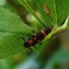 カリプソテントウの幼虫。