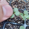 秋冬野菜の苗の間引き～アブラナ科4種～