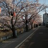 2014年の桜　4月１５日分