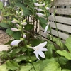 ８月終わりの庭の花