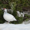 Rock Ptarmigan