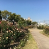 福山市 バラ公園のバラ&#127801;(^^)