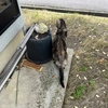 猫、物思いにふける