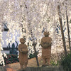 六角堂頂法寺の”御幸桜”と”へそ石”