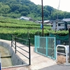 柏原市のブドウ栽培の実情の視察