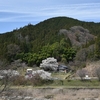 大安寺の桜　　豊田市大野瀬町