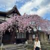 桜情報　【氷室神社、奈良公園】2026年3月23日　　　　魔笛